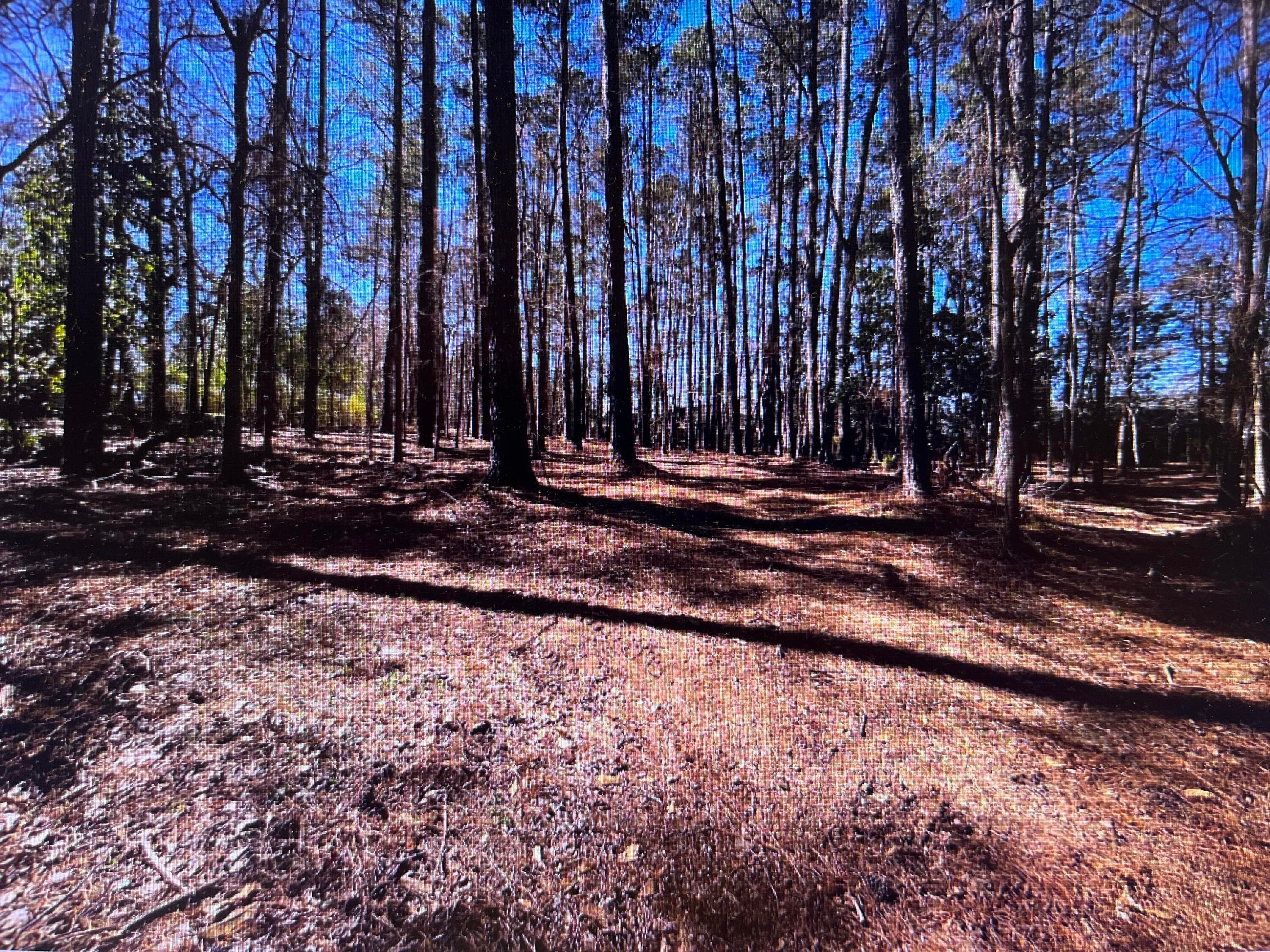 Undeveloped at 0 Osprey Lane, Martinez, GA 30907, photo 4 of 5