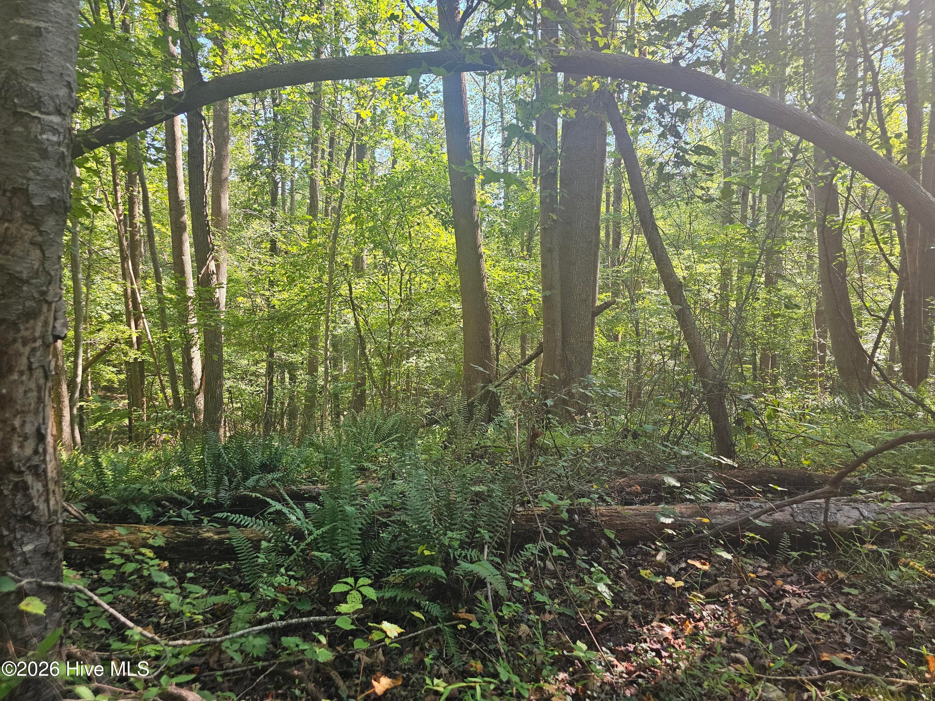 Wooded at 0 Off Old County Home Road, Nashville, NC 27856, photo 3 of 3