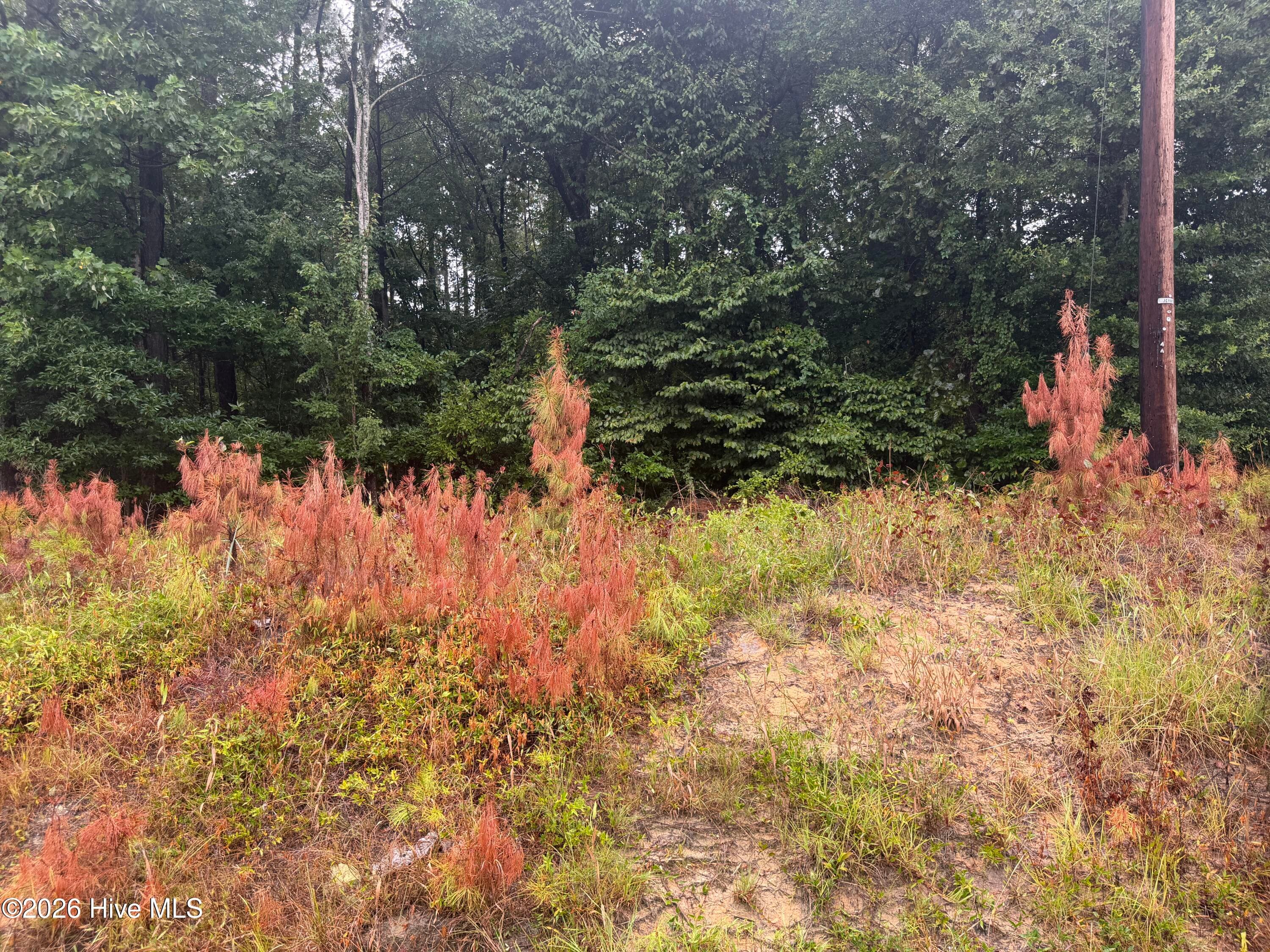 Wooded at 000 Richlands Highway, Jacksonville, NC 28540, photo 6 of 8