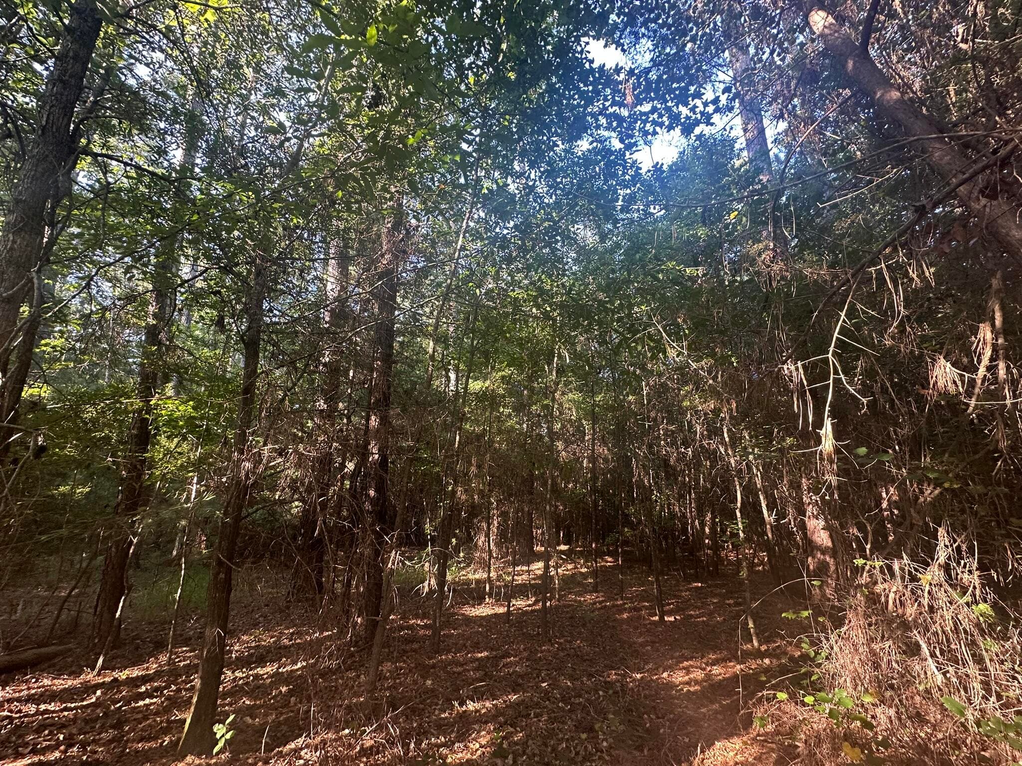 Mixed Use at Lot 3a 3A Elberton Highway, Lincolnton, GA 30817, photo 12 of 27