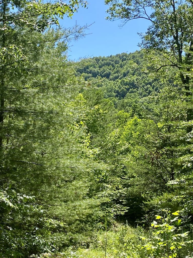 Land at 00 Deer Run, Robbinsville, NC 28771, photo 8 of 8