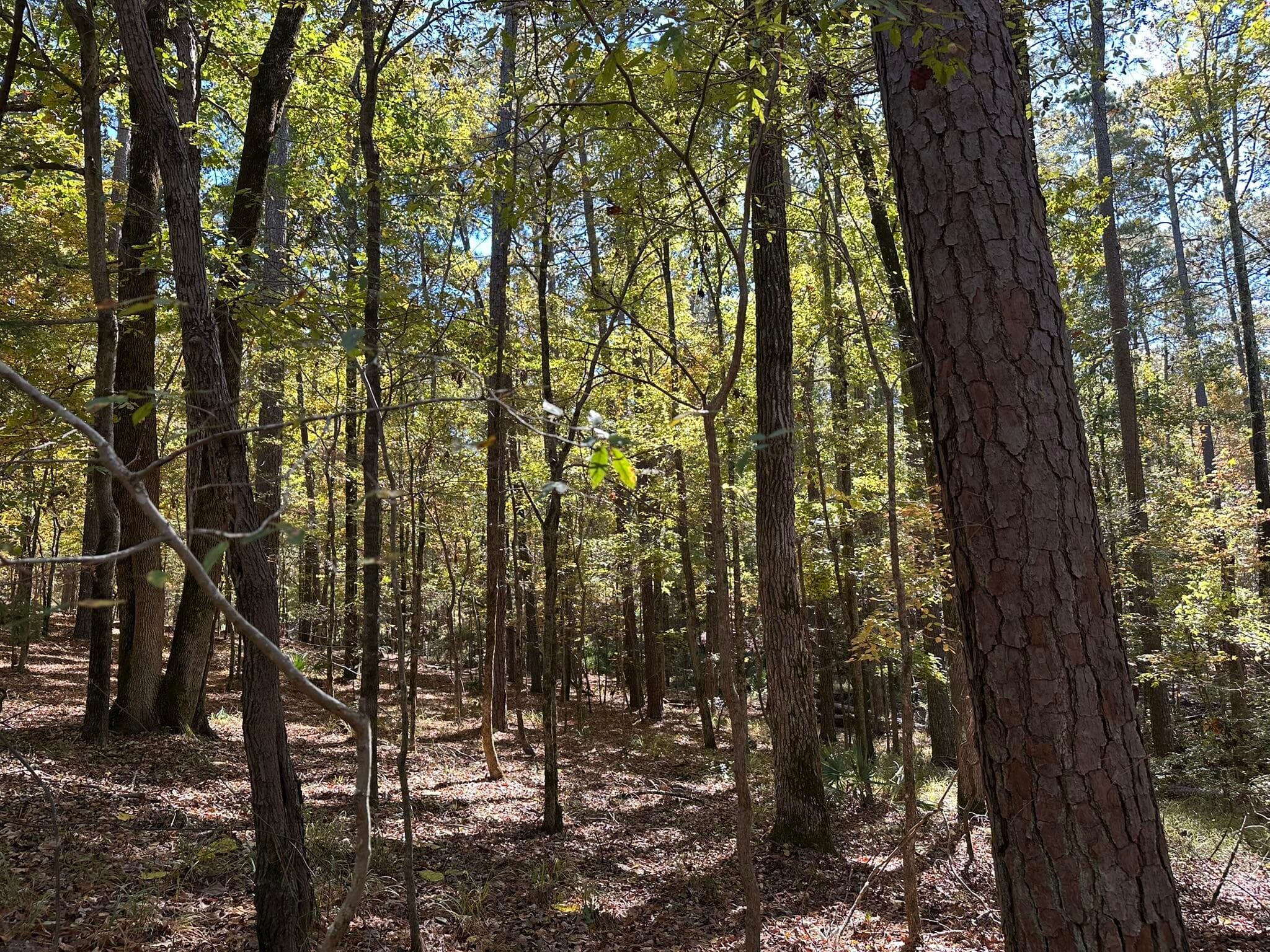 Residential Lot at 167 7 Southwind Drive, McCormick, SC 29835, photo 4 of 18