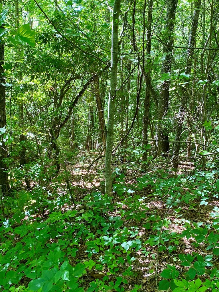 Land at 00 Deer Run, Robbinsville, NC 28771, photo 3 of 7