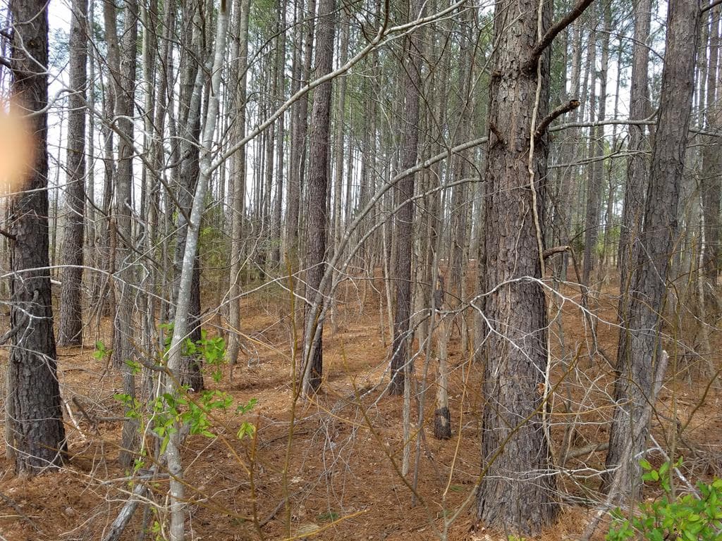 TBD Highway 903, Littleton NC 27850