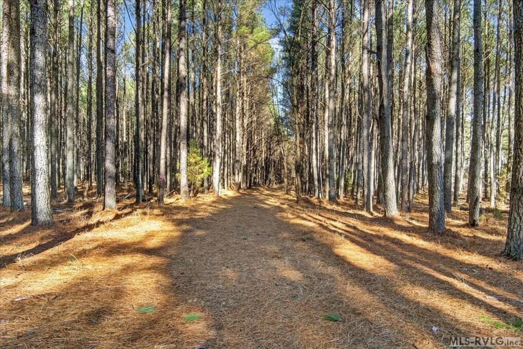 Mature Pines, Tall Pines cover the property. - 65 65 Granite Hall Dr, Boydton VA 23917, Boydton