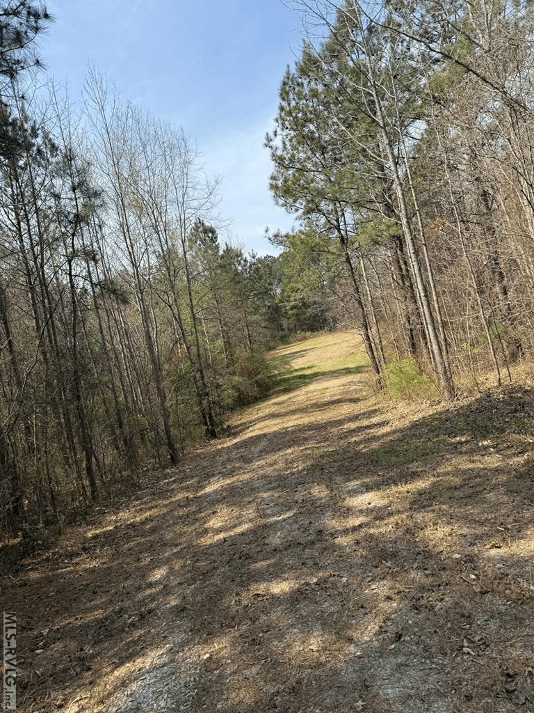 1280 Schloss Rd, Louisburg NC 27549 photo 6