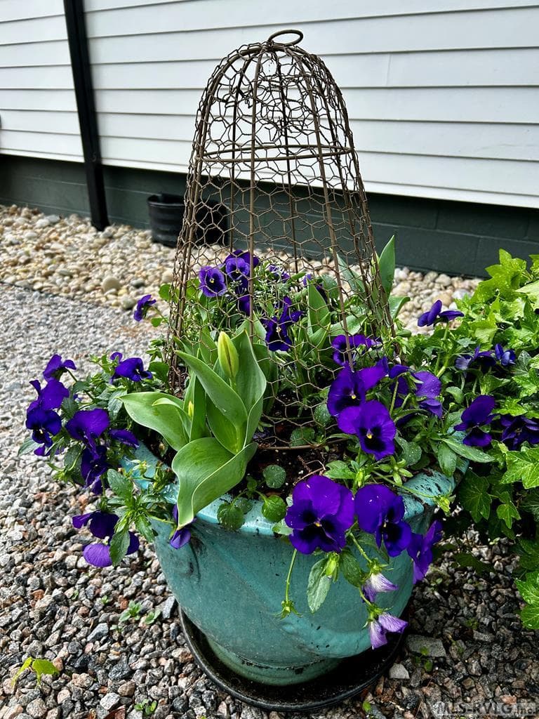 Welcoming plants to back door