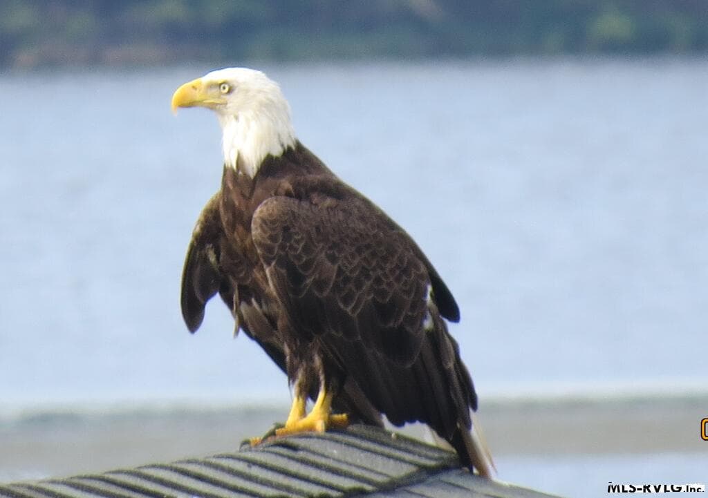 LOCAL WILDLIFE TO BE SEEN