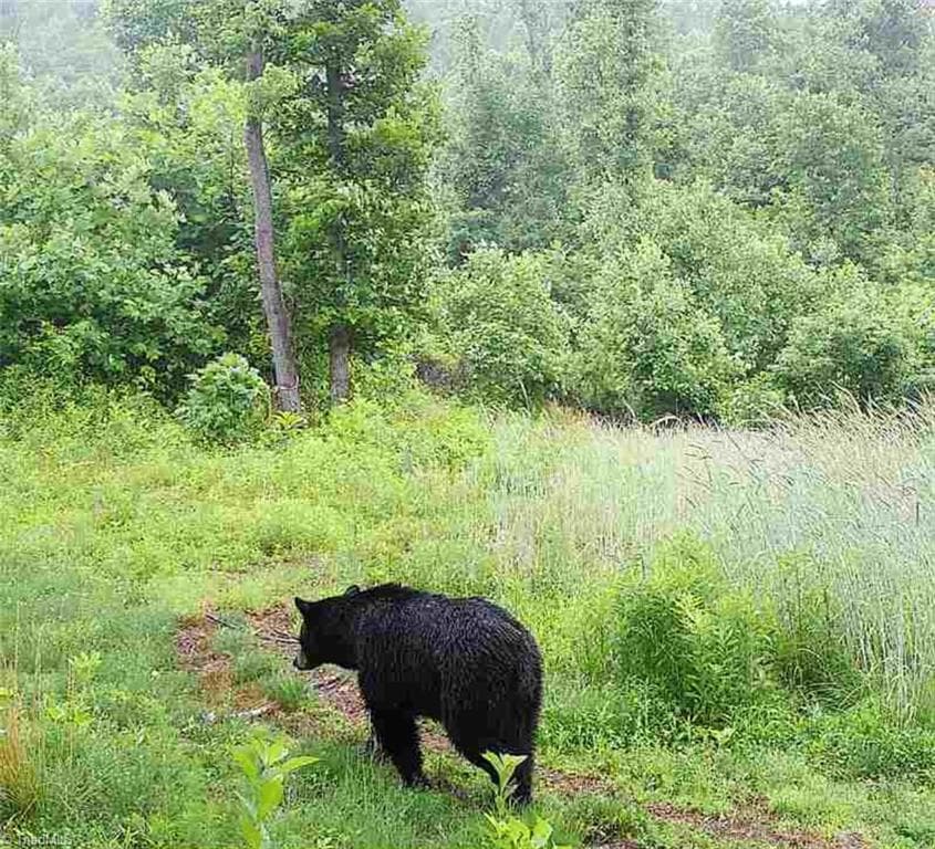 Unimproved Land at 000 Swaringen Road, Traphill NC 28685, photo 43 of 45
