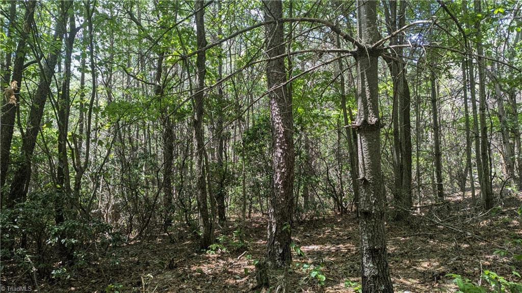 Unimproved Land at 1501 Buckwheat Road, McGrady NC 28649, photo 34 of 50