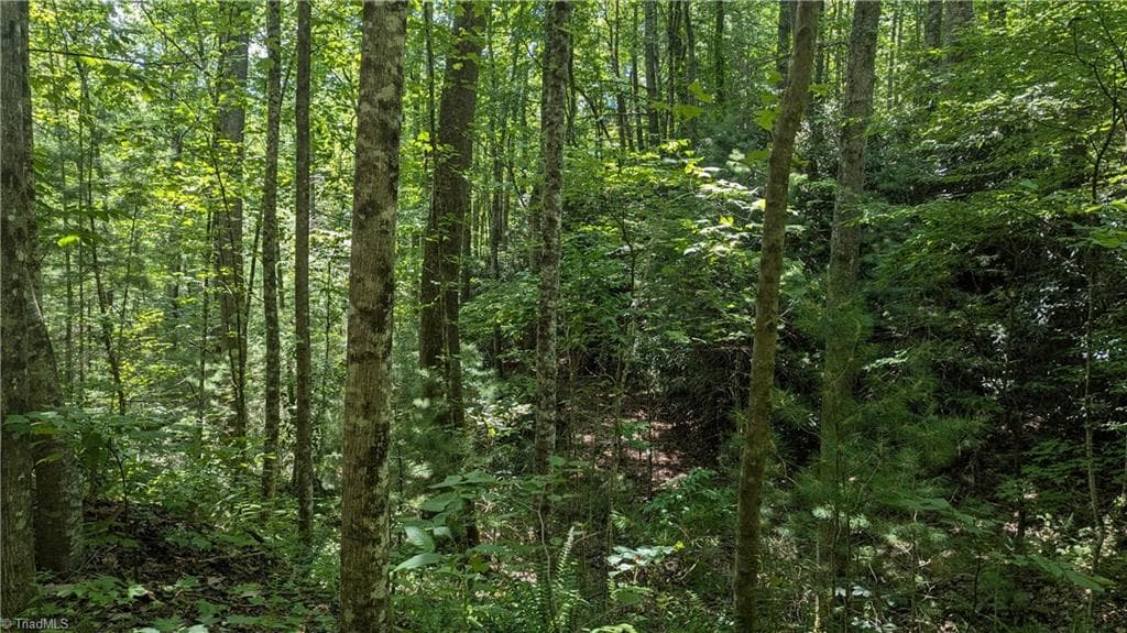Unimproved Land at 1501 Buckwheat Road, McGrady NC 28649, photo 29 of 50