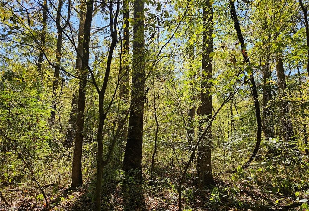 Mature bottomland hardwood - 460 Mr Henry Road, Mocksville NC 27028, Mocksville