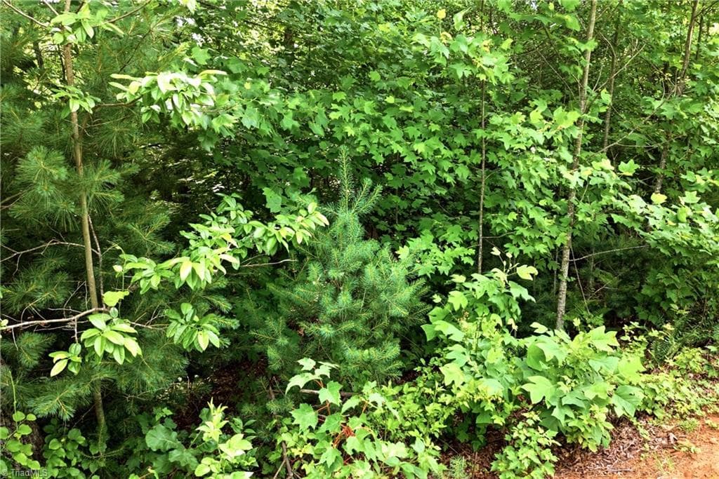 Unimproved Land at 000 Burberry Drive # 19, Purlear NC 28665, photo 22 of 36