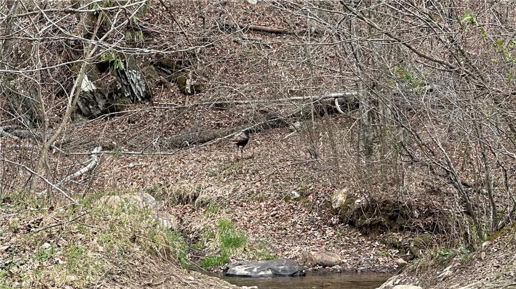 Unimproved Land at TBD Darnell Creek Road, Millers Creek NC 28651, photo 13 of 40