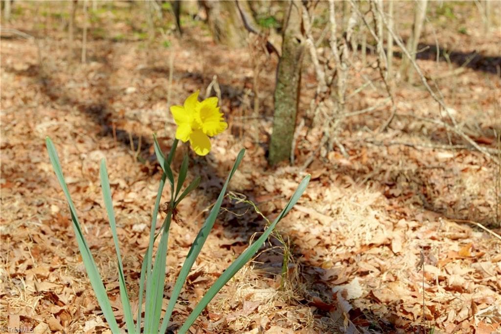 Unimproved Land at 6 Old Mill Road, Pinnacle NC 27043, photo 7 of 29