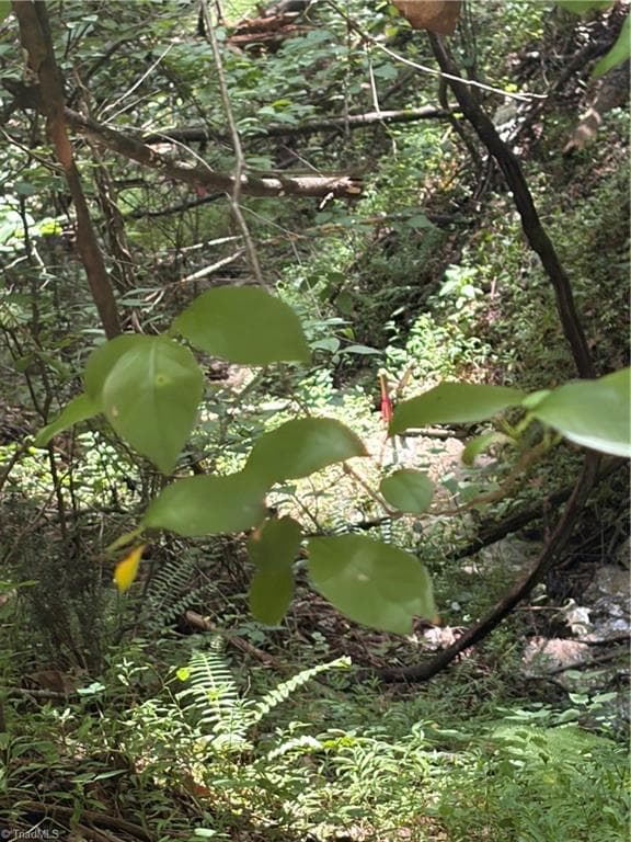 Unimproved Land at TBD Old Nc Highway 16, Millers Creek NC 28651, photo 12 of 16