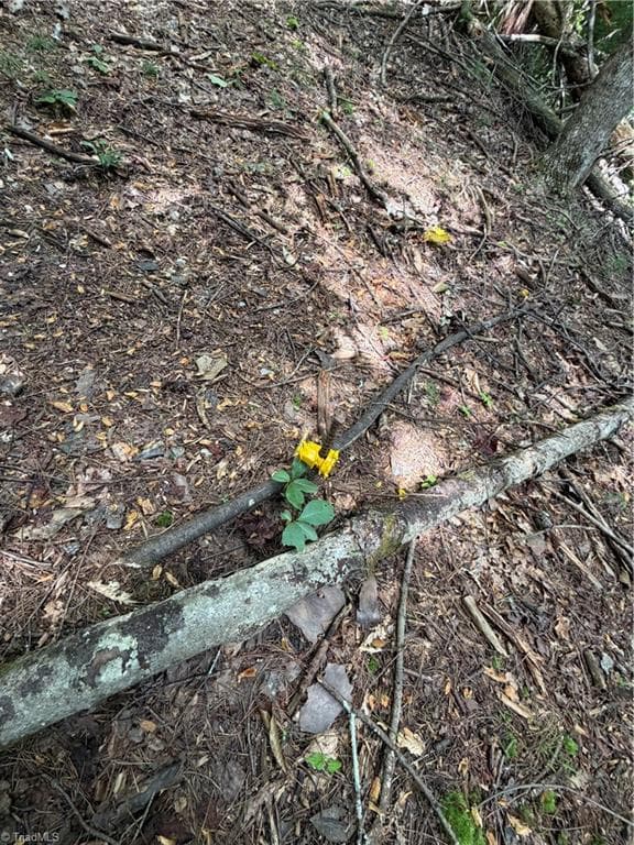 Unimproved Land at TBD Old Nc Highway 16, Millers Creek NC 28651, photo 8 of 16