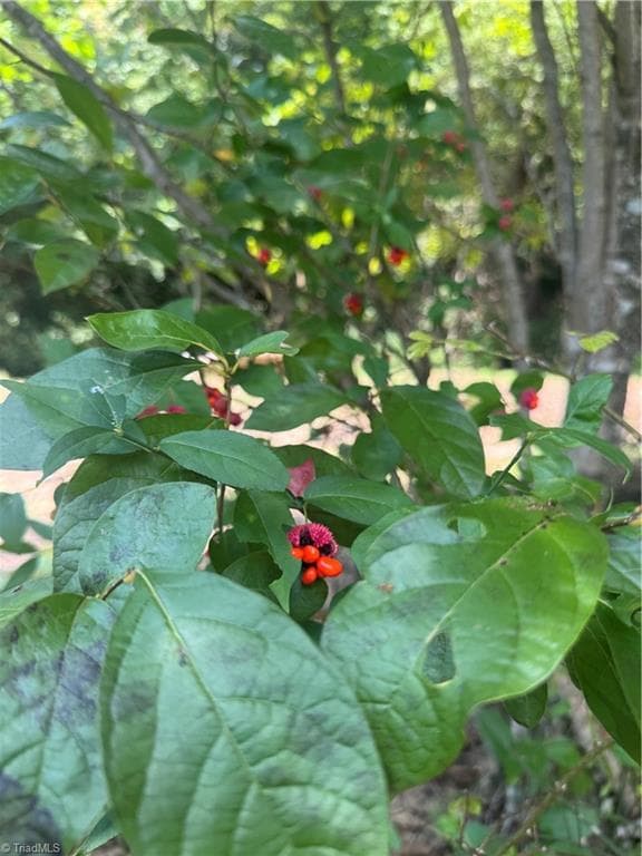 Unimproved Land at TBD Stony Fork Road, Ferguson NC 28624, photo 7 of 14