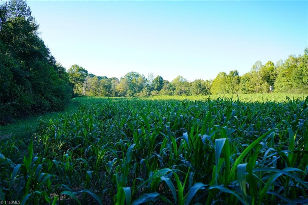Unimproved Land at 61.8 Acres Spearman Road, Browns Summit NC 27320, Browns Summit, photo 16 of 40