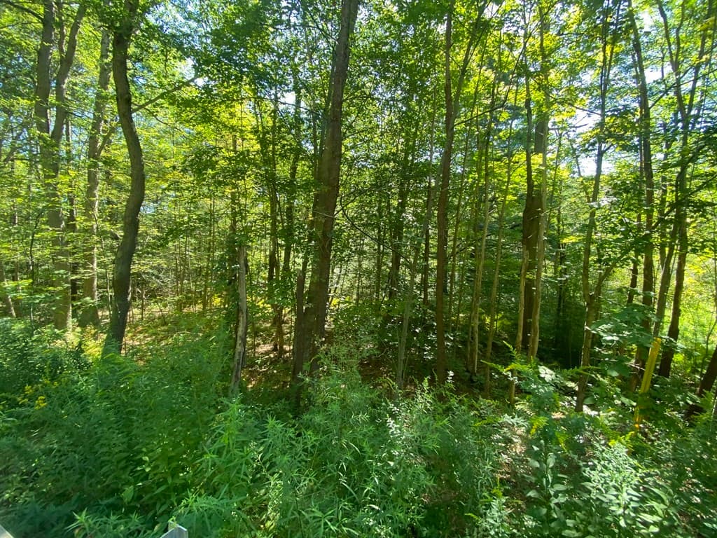 Residential at 0 State Road, Erving MA 01344, photo 2 of 4