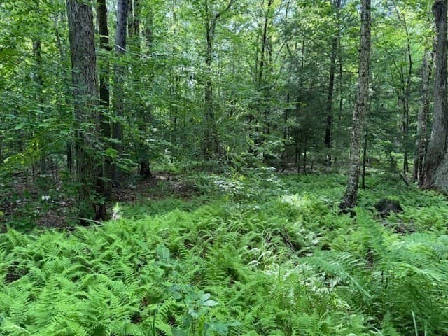 Residential at Lot 121 Davis Mine Rd, Rowe MA 01367, photo 13 of 25