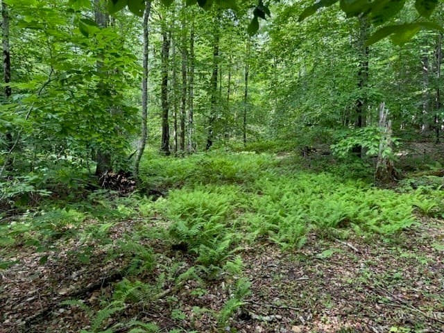 Residential at Lot 121 Davis Mine Rd, Rowe MA 01367, photo 12 of 25
