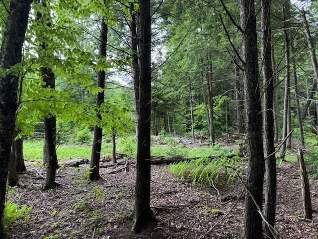 Residential at Lot 121 Davis Mine Rd, Rowe MA 01367, photo 7 of 25
