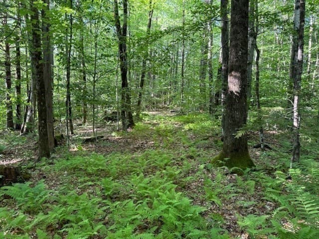 Residential at Lot 121 Davis Mine Rd, Rowe MA 01367, photo 20 of 25