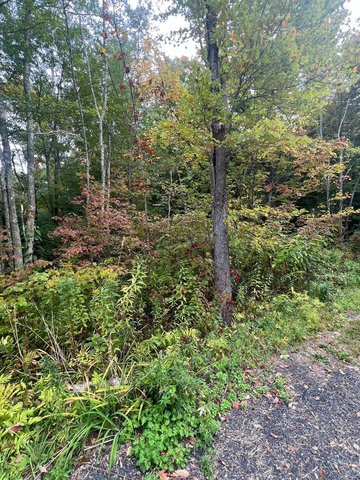 Residential at 0 Allen Rd, Belchertown MA 01007, photo 2 of 6