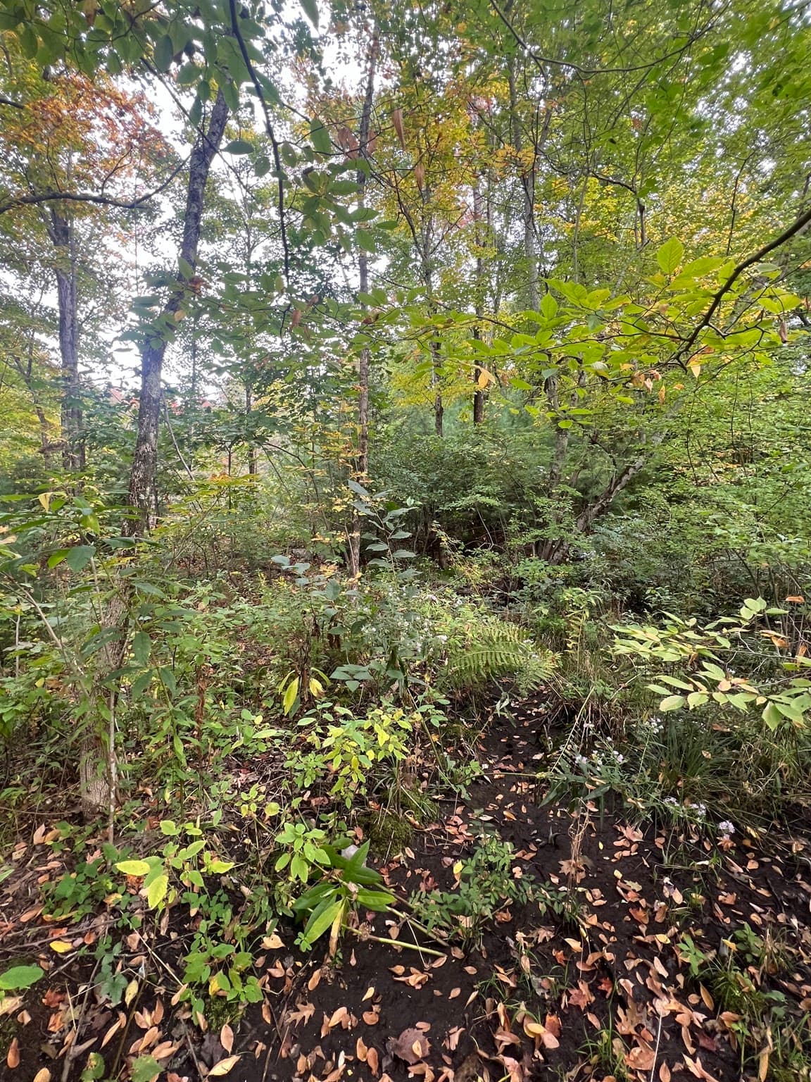 Residential at 0 Allen Rd, Belchertown MA 01007, photo 3 of 6