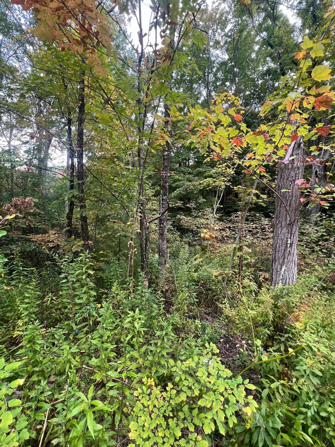 Residential at 0 Allen Rd, Belchertown MA 01007, photo 5 of 6