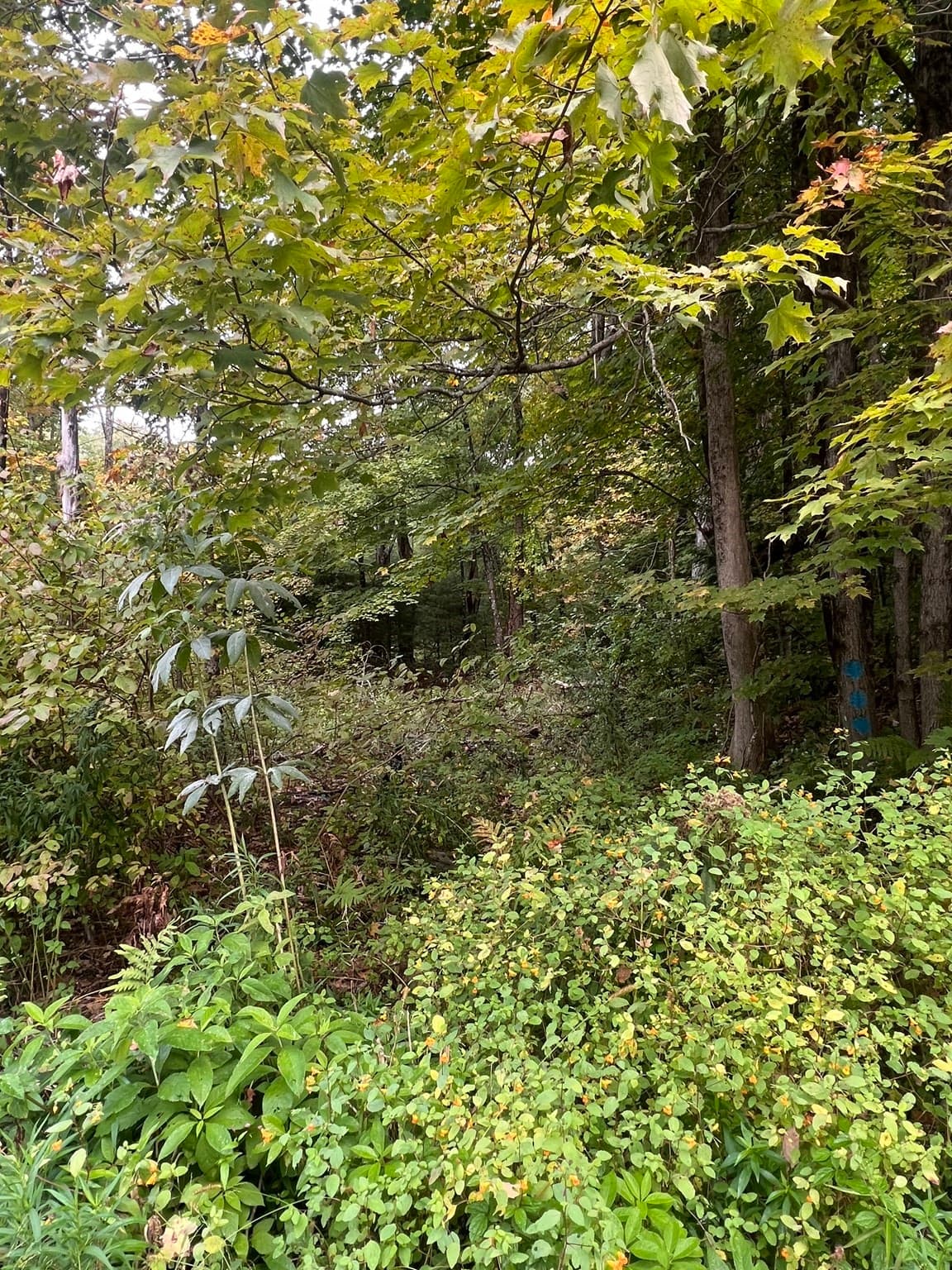 Residential at 0 Allen Rd, Belchertown MA 01007, photo 4 of 6