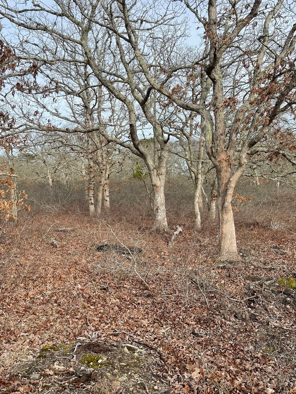 22 Bramble Path, West Tisbury MA 02575