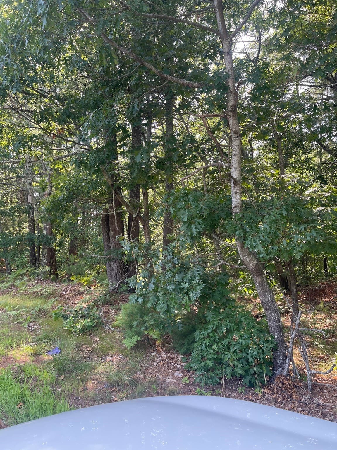 Residential at Rear Wareham Street, Middleboro MA 02346, photo 10 of 14