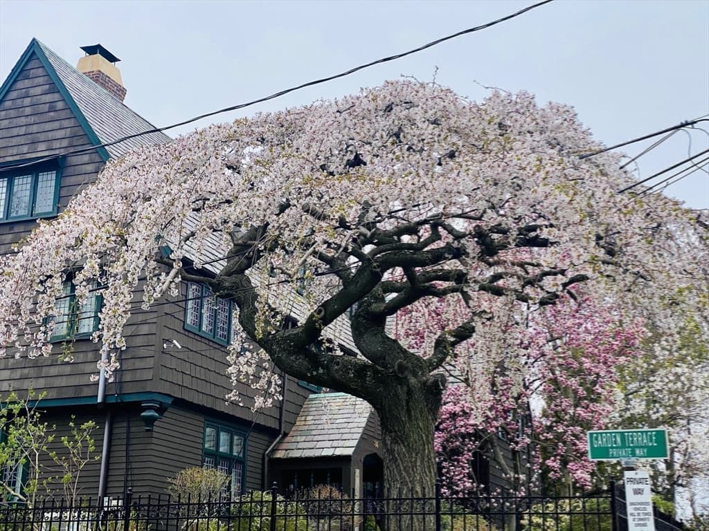 Single Family Residence at 84 Garden St, Cambridge MA 02138, Cambridge, photo 13 of 42