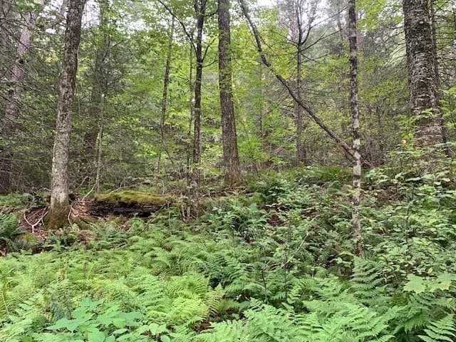 Residential at 289 Monterey Road, Otis MA 01253, photo 12 of 42