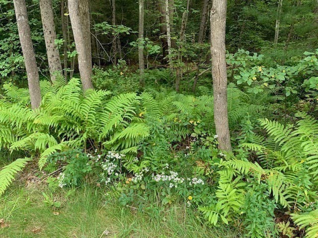 Residential at 289 Monterey Road, Otis MA 01253, photo 39 of 42
