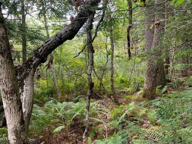 Residential at 289 Monterey Road, Otis MA 01253, photo 29 of 42