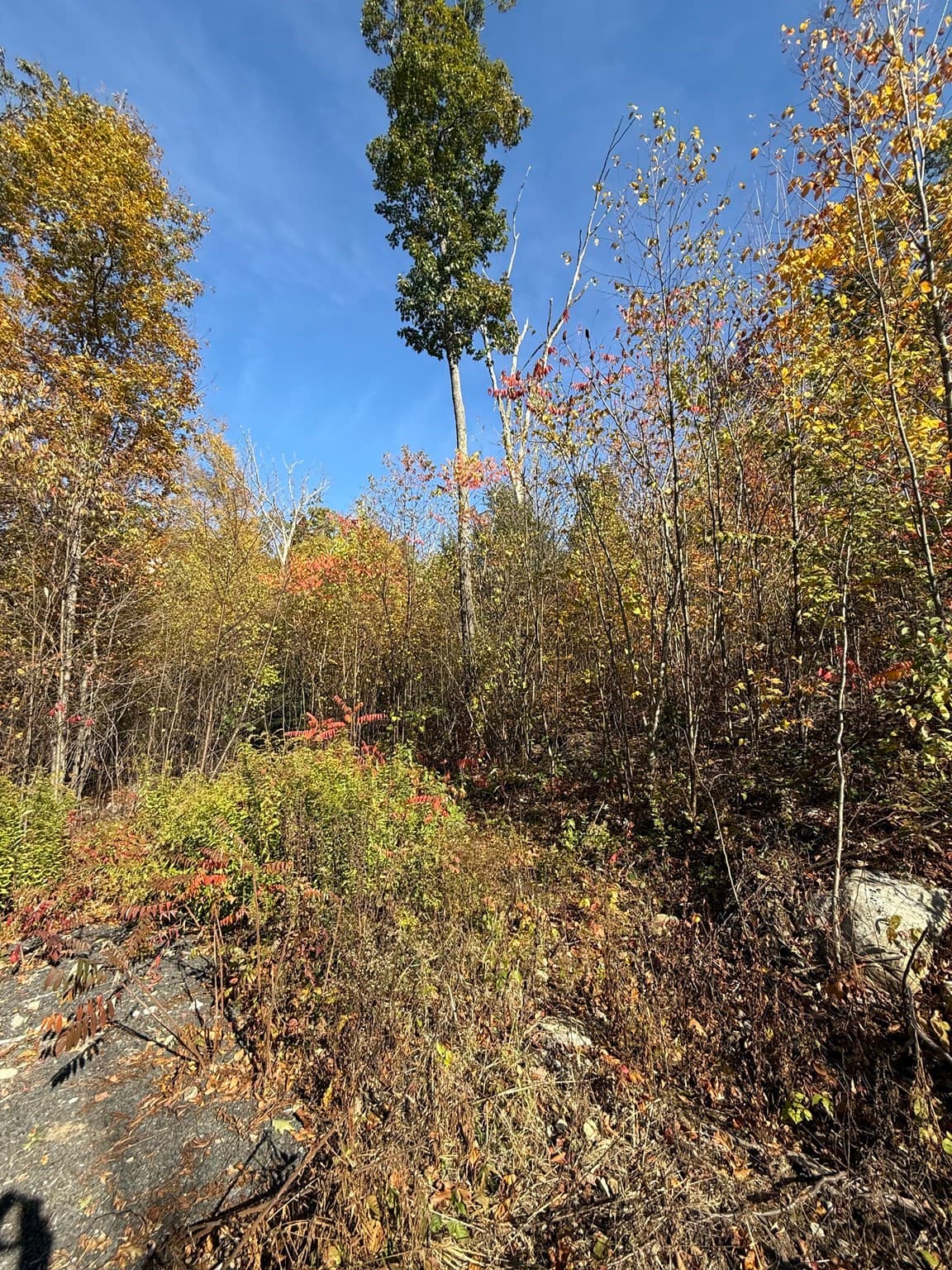 Lot 1 Amherst Rd., Belchertown MA 01007