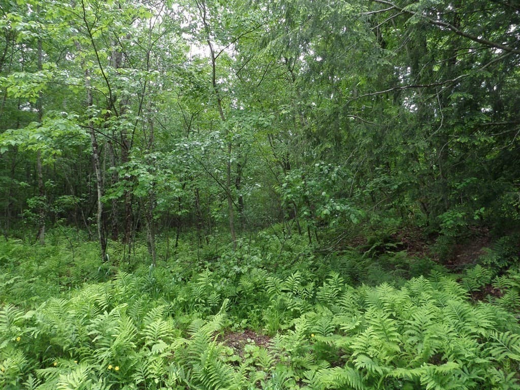333 Ranney Corner Rd, Ashfield MA 01330 photo 12