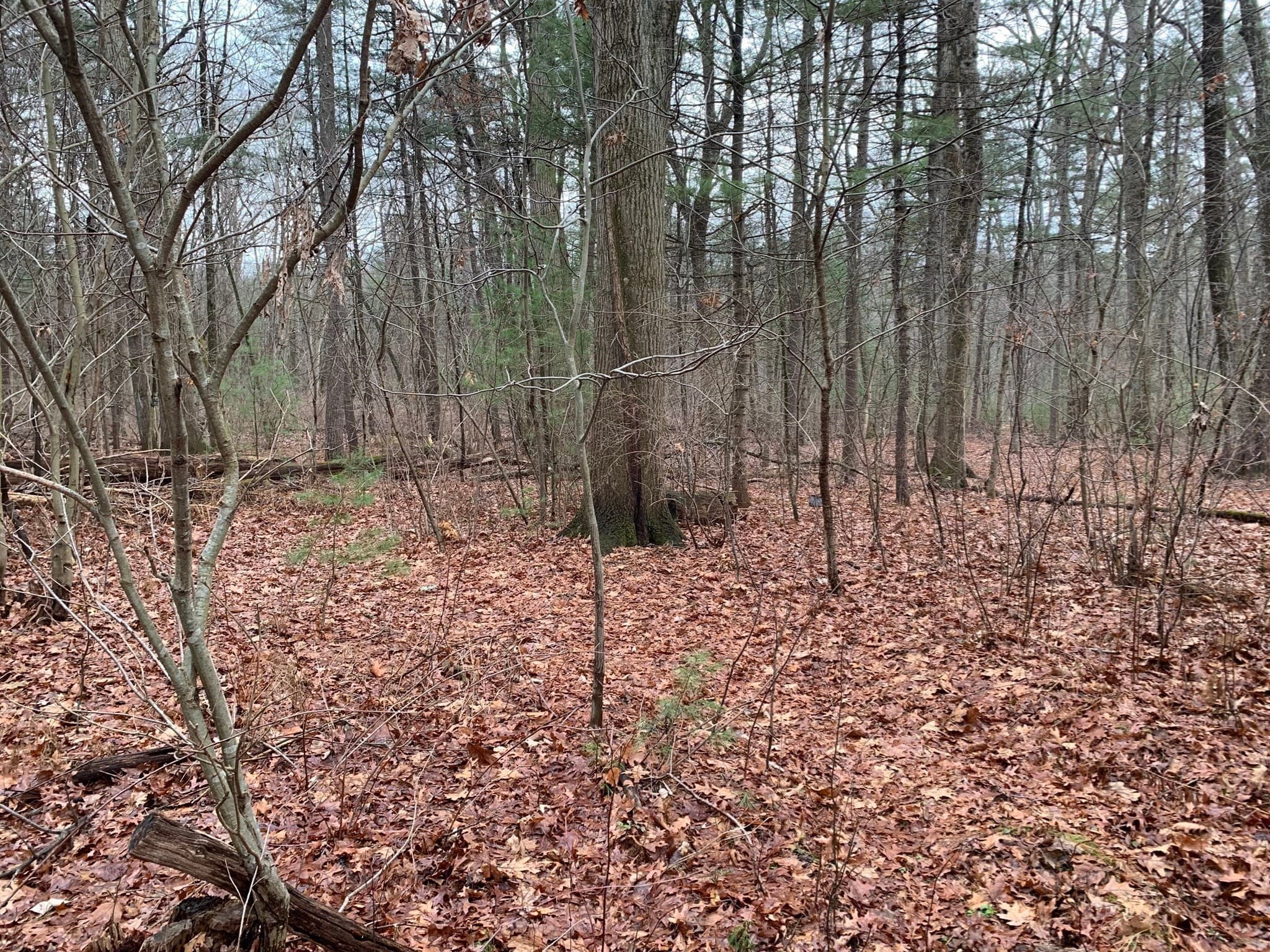 Agriculture at 767 Stony Hill Rd, Wilbraham MA 01095, photo 6 of 11