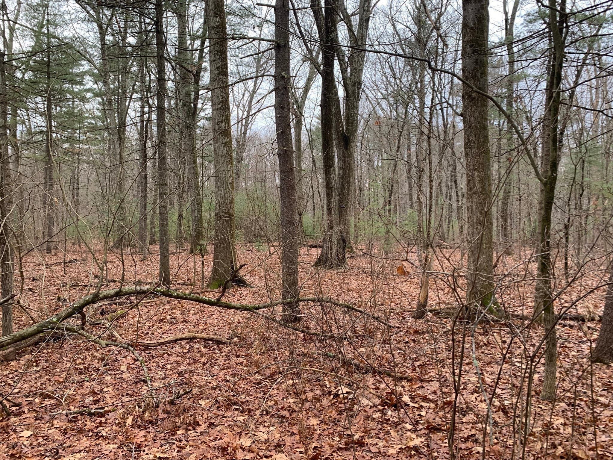 Agriculture at 767 Stony Hill Rd, Wilbraham MA 01095, photo 8 of 11