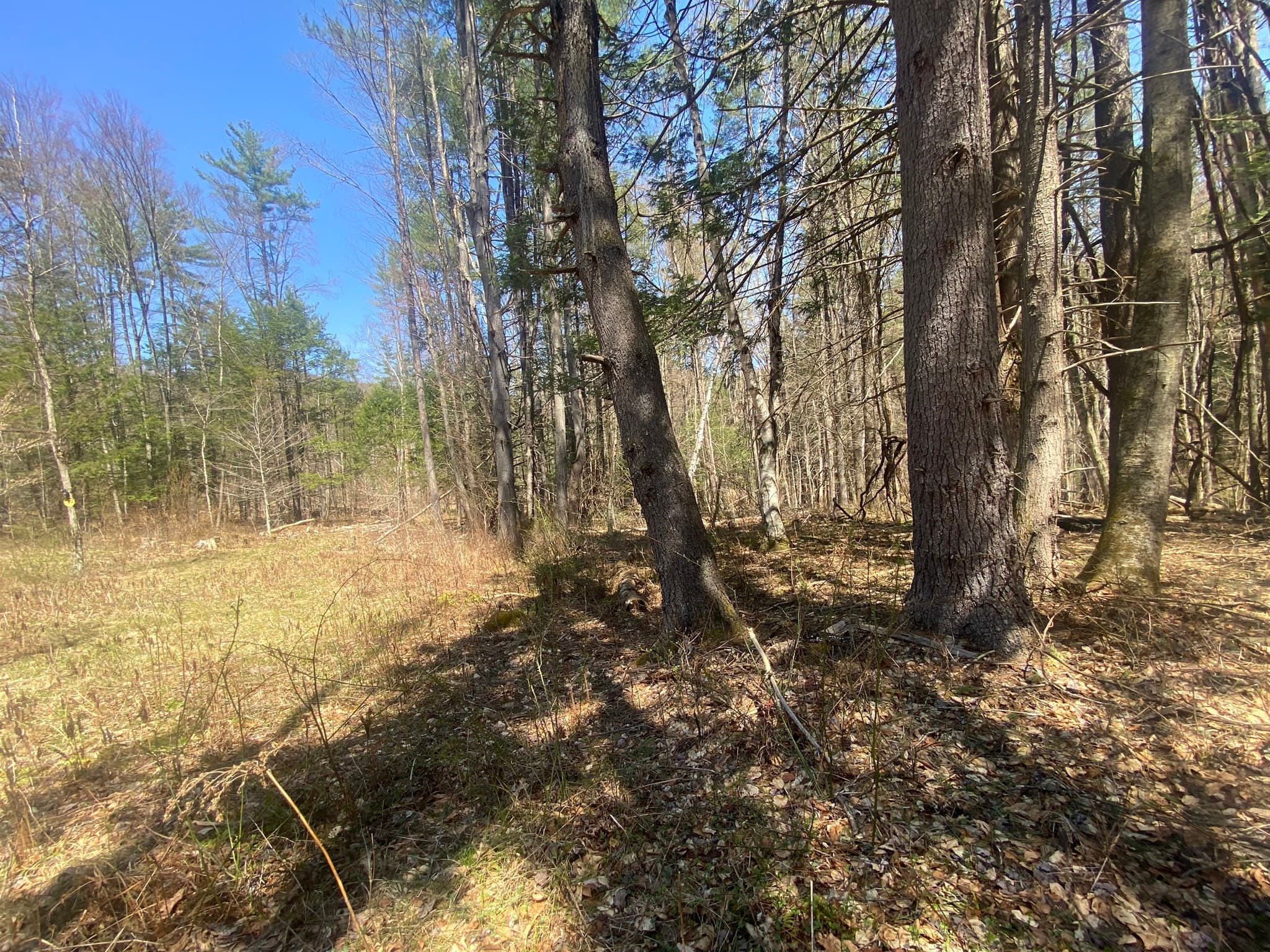 Agriculture at 0 Schaefer Way, Charlemont MA 01339, photo 6 of 16