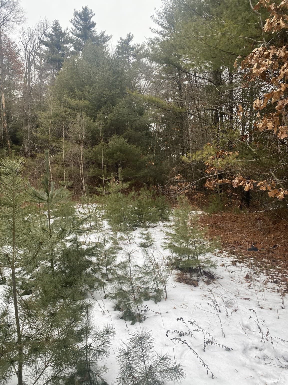 Residential at Lots 1&2 Wales Rd, Brimfield MA 01010, photo 7 of 11