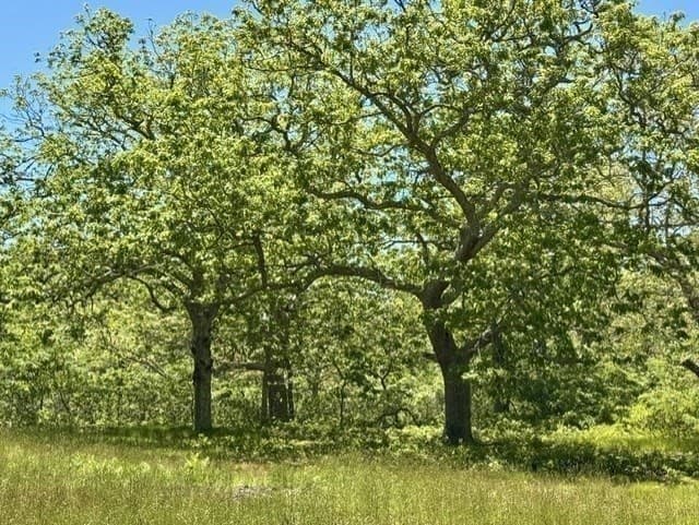 Single Family Residence at 45 Quenames Rd, Chilmark MA 02535, photo 11 of 12
