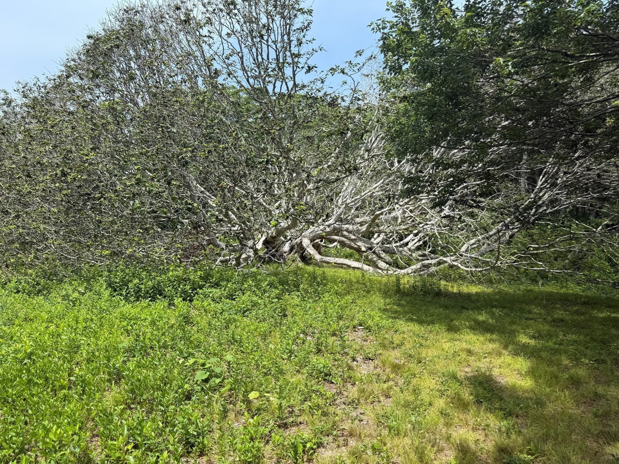 Residential at 00 Old Field Rd, Aquinnah MA 02535, photo 8 of 13