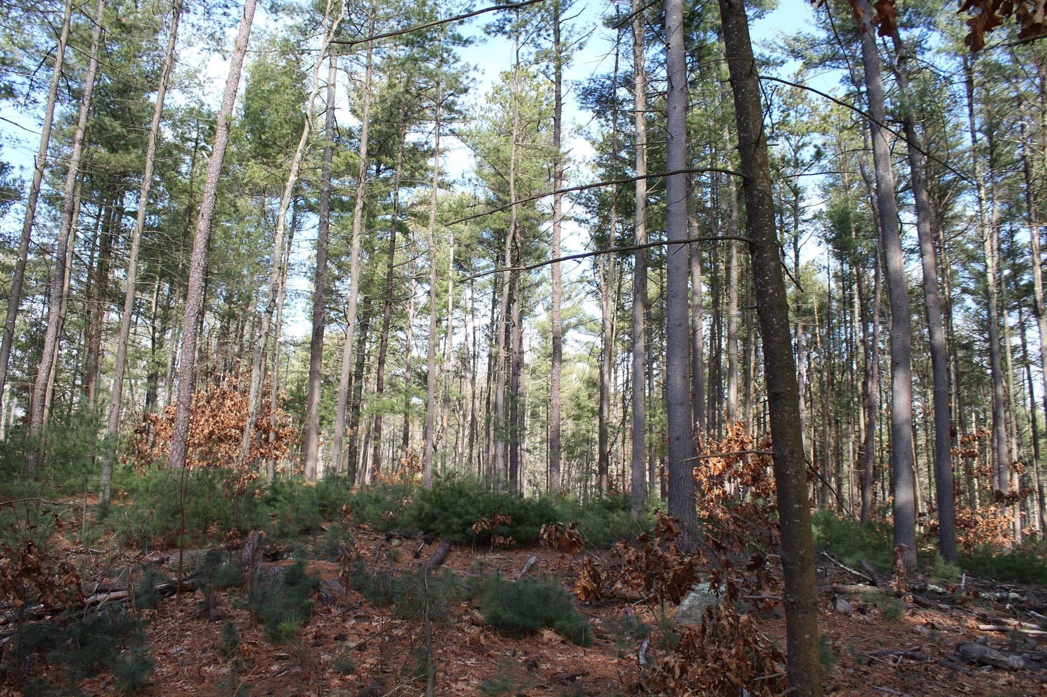 Residential at Lot 14 Center Street, Palmer MA 01069, photo 13 of 25