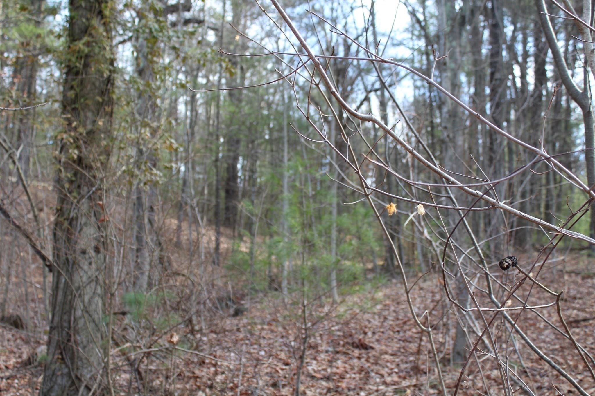 Residential at Lot 14 Center Street, Palmer MA 01069, photo 7 of 25