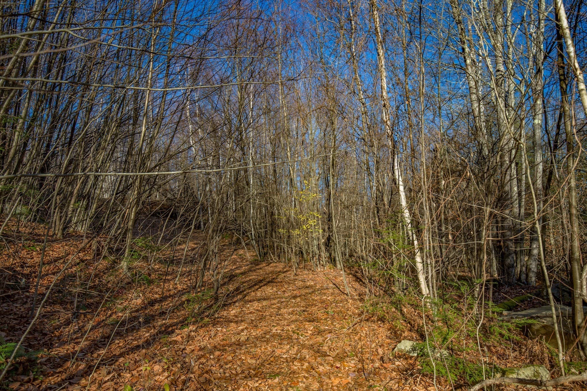 0 Goose Pond Road, Tyringham MA 01264