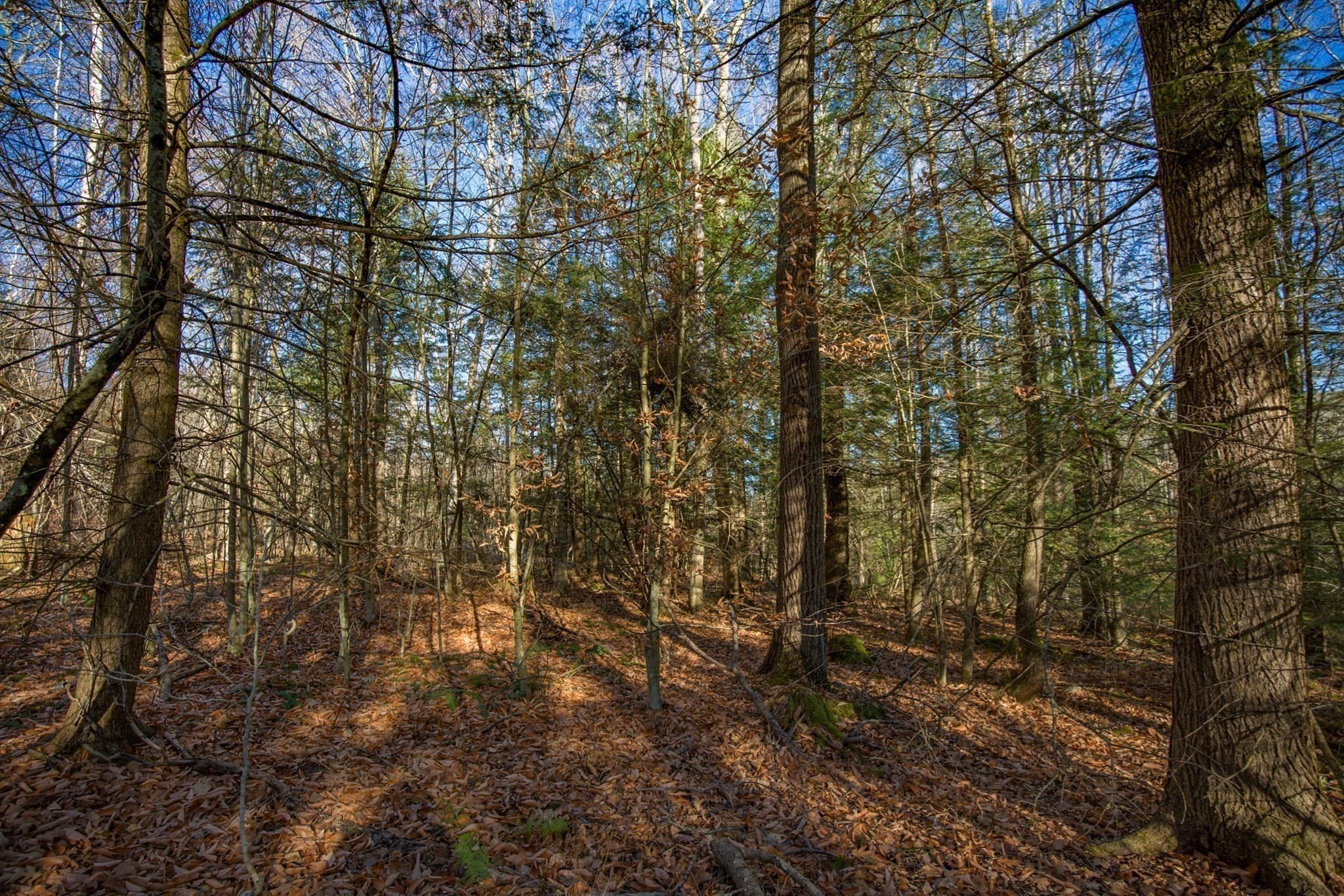 Residential at 0 Goose Pond Road, Tyringham MA 01264, photo 9 of 12